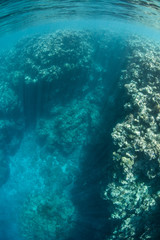 Shallow Reef Channel 2