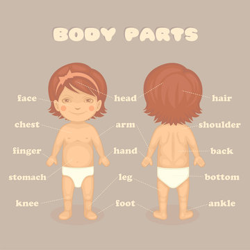 baby girl body parts, vector cartoon illustration for kids