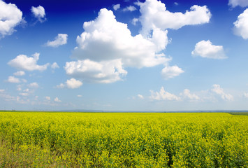 Obraz premium field of rapeseed with beautiful cloud - plant for green energy