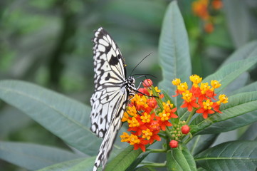 Schmetterling auf Blüte