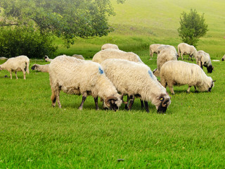 flock of sheep on green grass