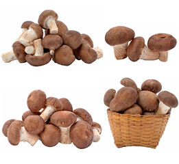 Fototapeta premium Shiitake mushroom on the White background
