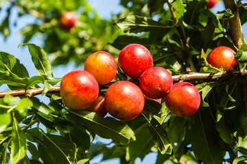 Red ripe plums on the tree