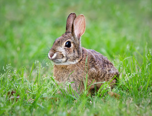 Young Cottontail bunny rabbit munching grass in the garden