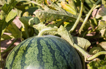 Watermelon in field