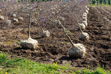 Trees dug and prepared to ship