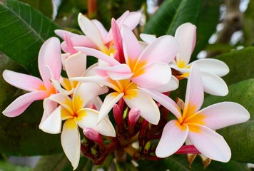 Frangipani beauty