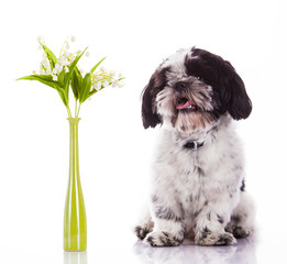 shih tzu on a white background