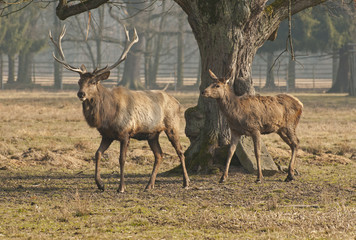 Red deer