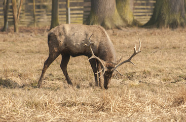 Red deer