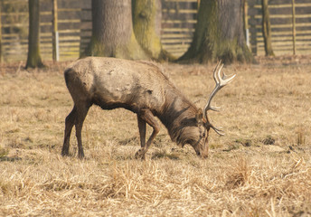 Fototapeta premium Red deer