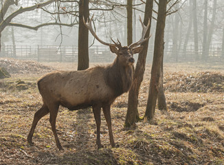 Red deer