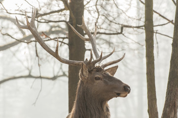 Fototapeta premium Red deer