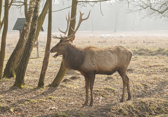 Red deer