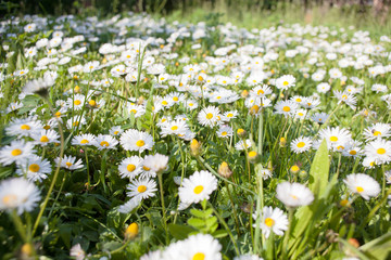 daisy field
