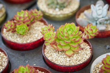 Cactus set