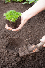senior female planting seedling