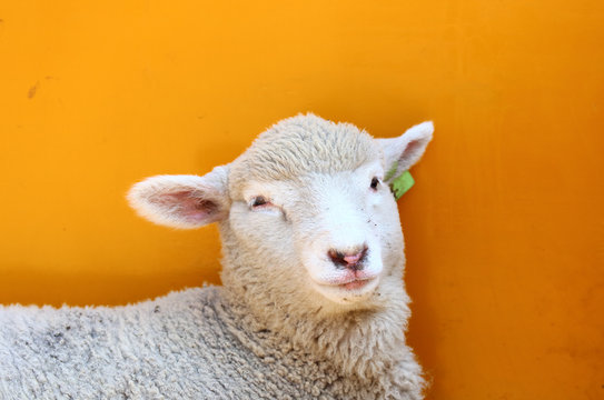 1 164 Best 子羊 Images Stock Photos Vectors Adobe Stock