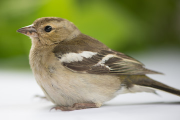 bird Finch