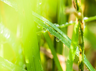 Dew drops on rice leaf