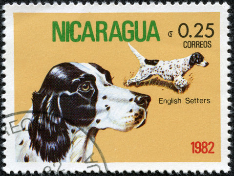 Stamp printed in NICARAGUA shows image of a English Setter