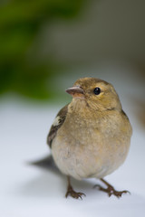 bird Finch
