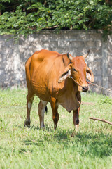 Naklejka na ściany i meble cow standing in a field in Thailand