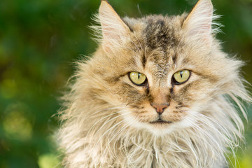 portait of a longhaired cat