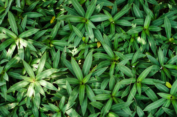 green plant