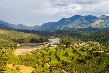 Tea plantation