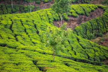 Tea plantation