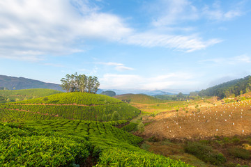 Tea plantation