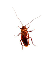 Dead cockroach on white