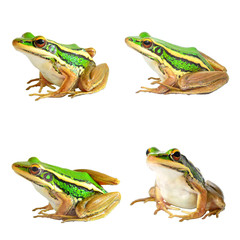 Fototapeta premium Tree frog