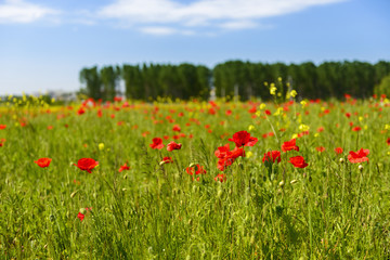 Red poppies on green field, sky and clouds