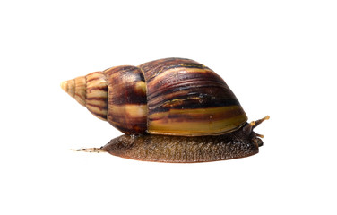 Snail