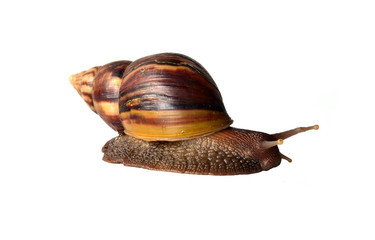 Snail