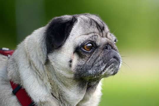 Mops