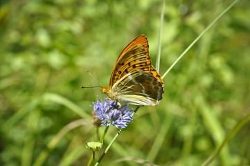 Schmetterling