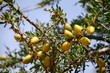 Fruits of Argan tree (Argania spinosa) on the branch