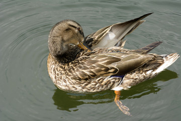 Kaczki krzyżówki © Zbyszek Nowak