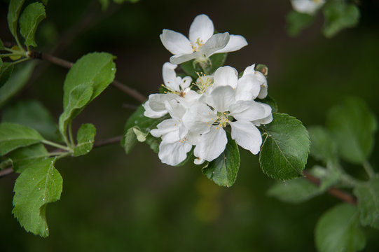 Apple blossom.