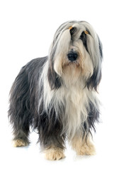 bearded collie