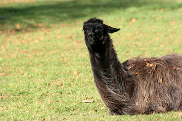 Lama windig