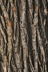 texture of tree bark