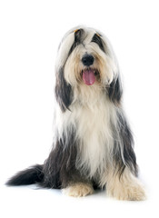bearded collie