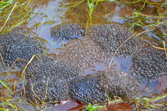 Froschlaich im Fr&uuml;hling