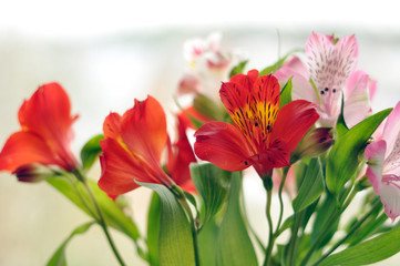 Bouquet of alstromeria