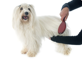 brushing coton de tulear