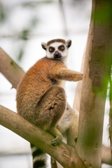 Ring-tailed Lemur on tree